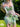 A Midsummer's Night Dream